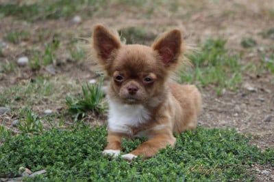 Étalon Chihuahua - Bébé brune Des Minis Trésors