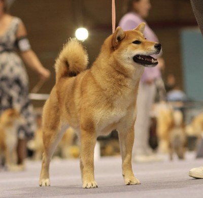 Étalon Shiba - Akari no Kyokohime du Bois de Compiègne