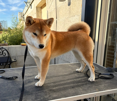 Étalon Shiba - Anzu No Hana du Bois de Compiègne
