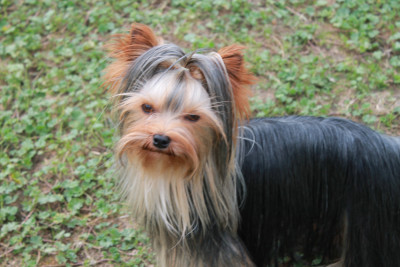 Étalon Yorkshire Terrier - Alibi De la vierge doree