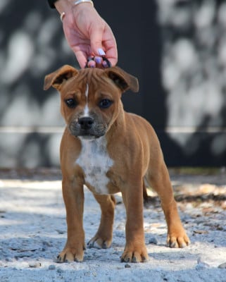 Étalon Staffordshire Bull Terrier - Born to Shine Sweet Dream Stafford