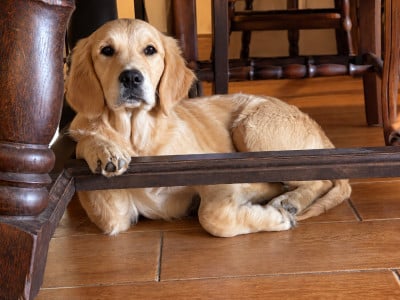 Étalon Golden Retriever - Bambina Reale 
