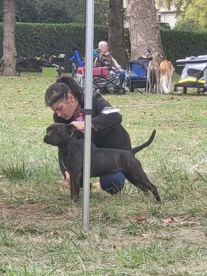 Étalon Staffordshire Bull Terrier - Uness (Sans Affixe)