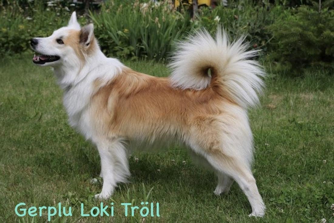 Loki Tröll gerplu