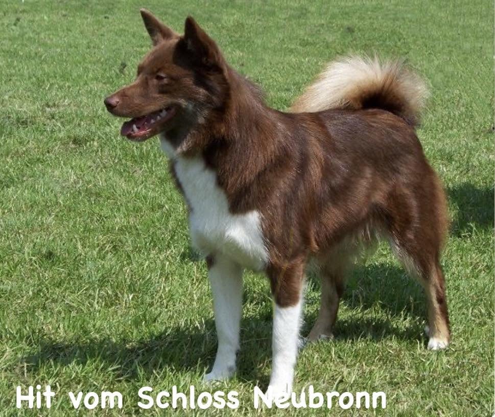 CH. Hit vom schloss neubronn