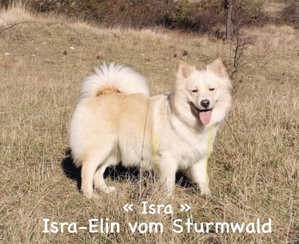 Isra-Elin vom sturmwald