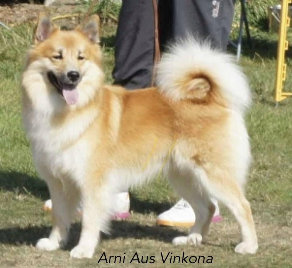 aus vinkona Arni
