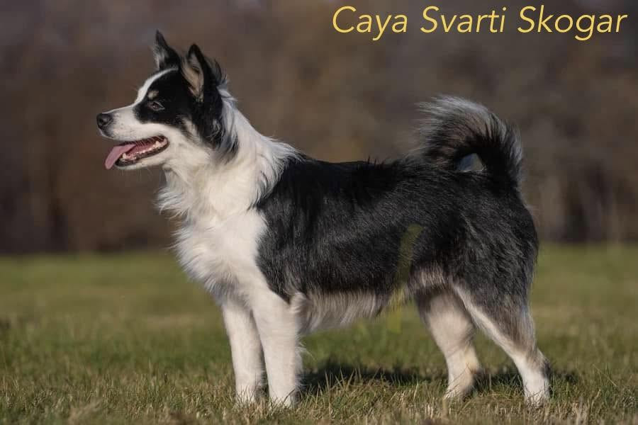 svarti skogar Caya