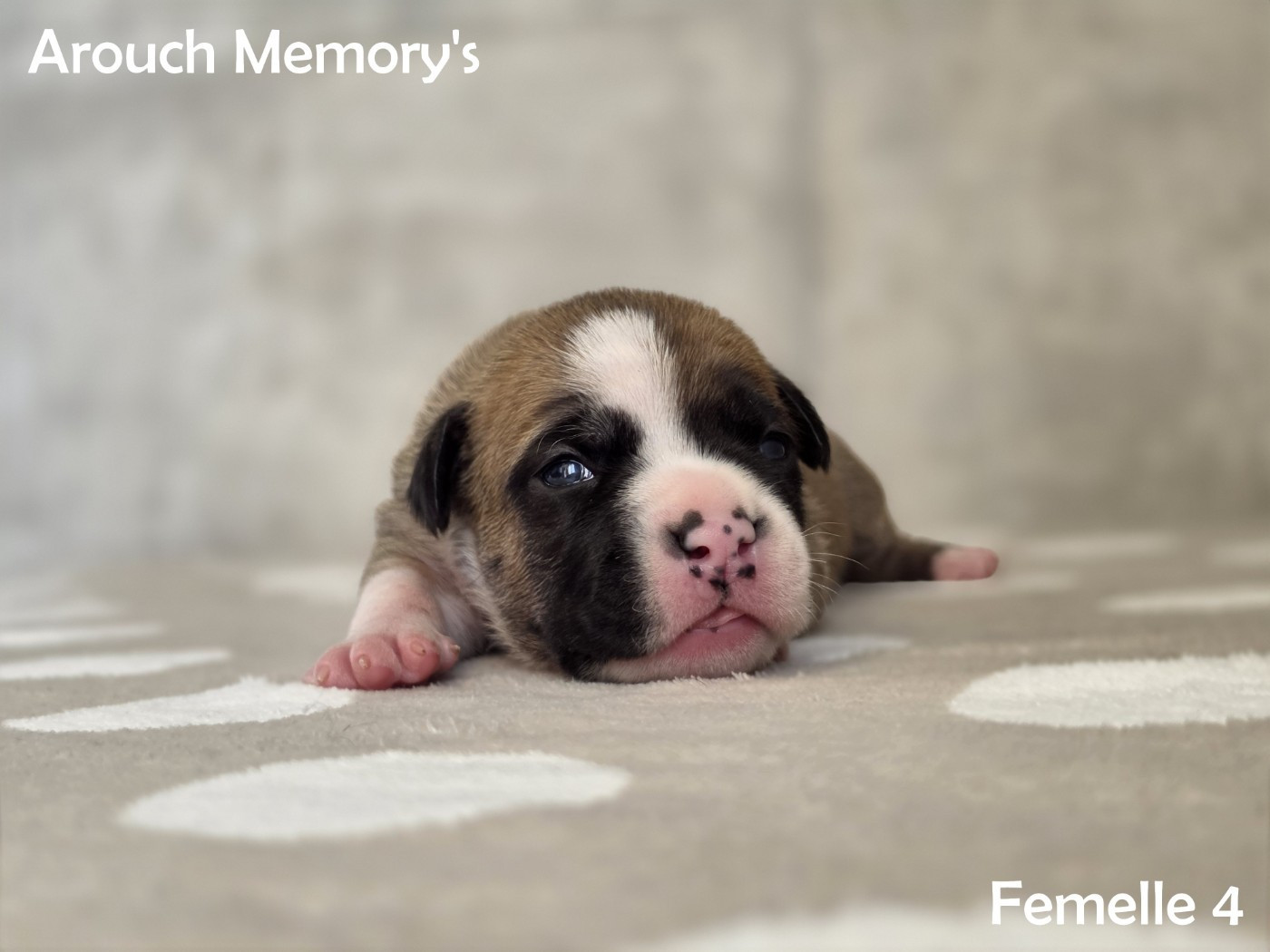 Publication : Arouch Memory's  Auteur : Arouch Memory's Kennel