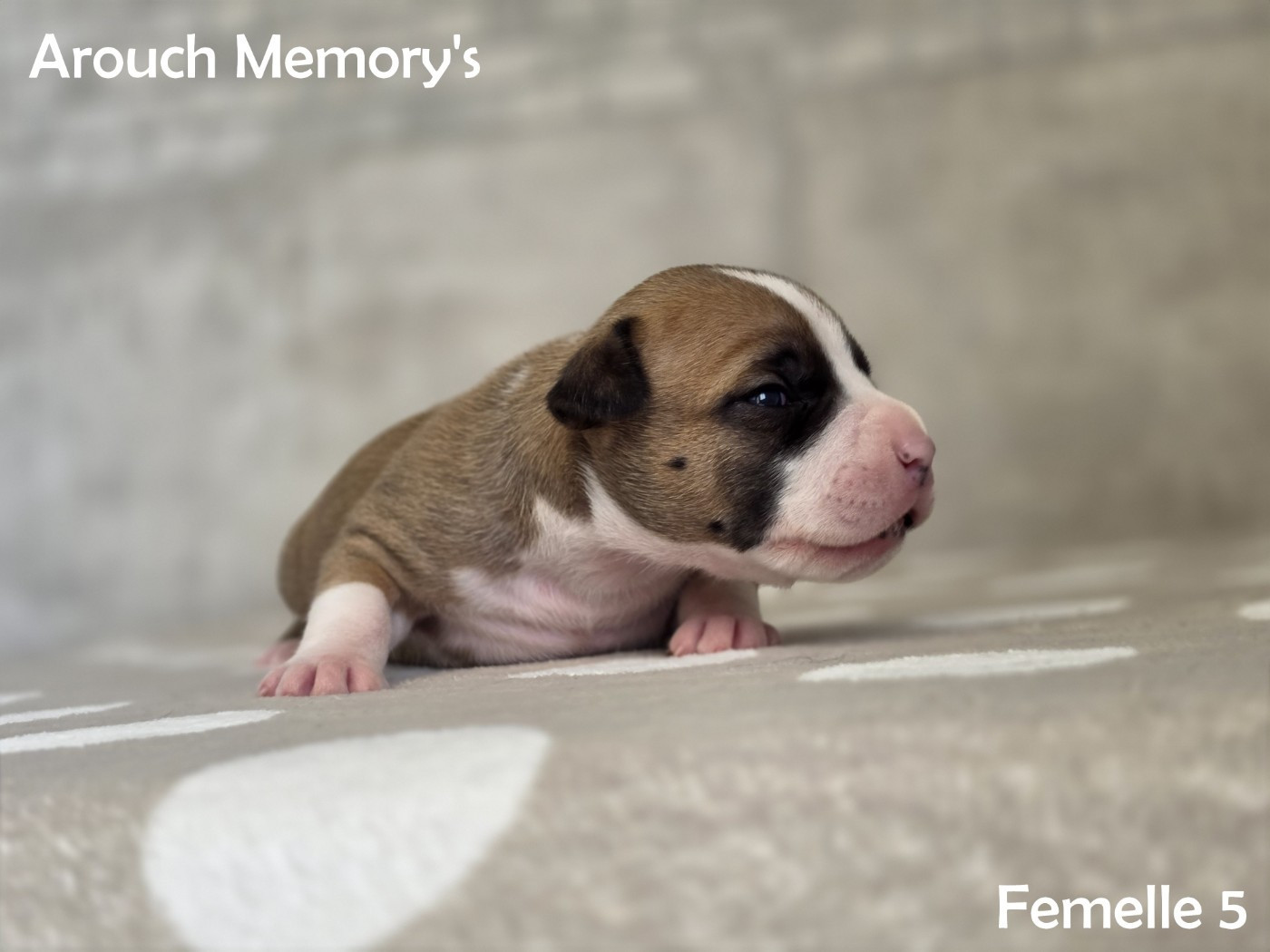 Publication : Arouch Memory's  Auteur : Arouch Memory's Kennel