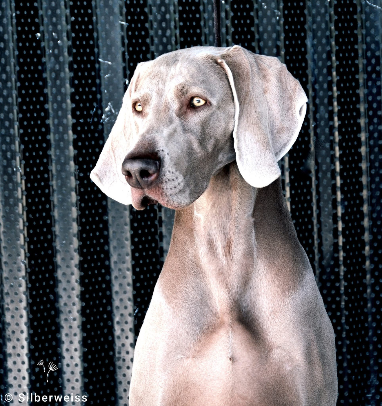 Publication : von silberweiss jäger  Auteur : Silberweiss Weimaraners