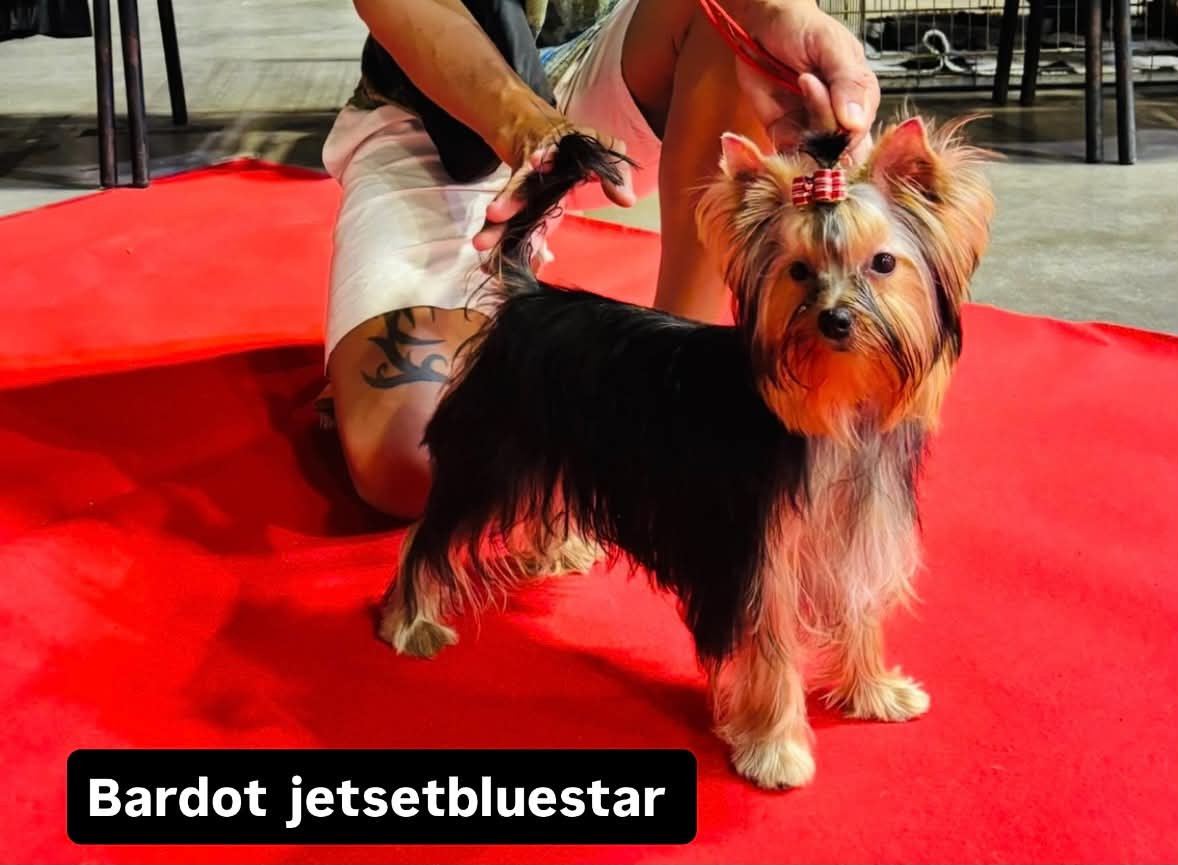 Publication : Jet Set's Blue Star  