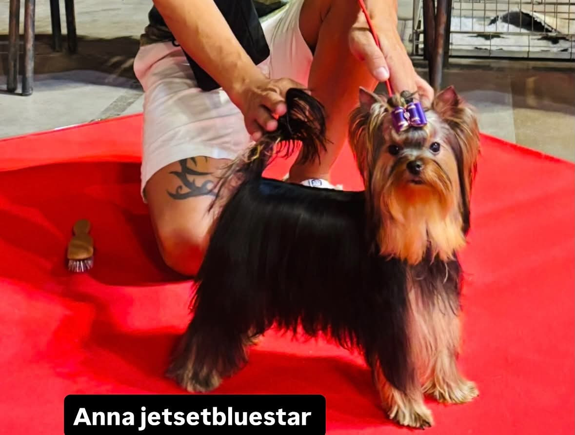 Publication : Jet Set's Blue Star  
