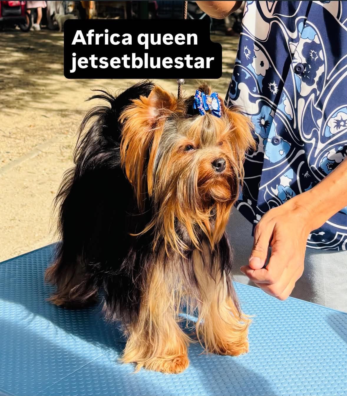 Publication : Jet Set's Blue Star  