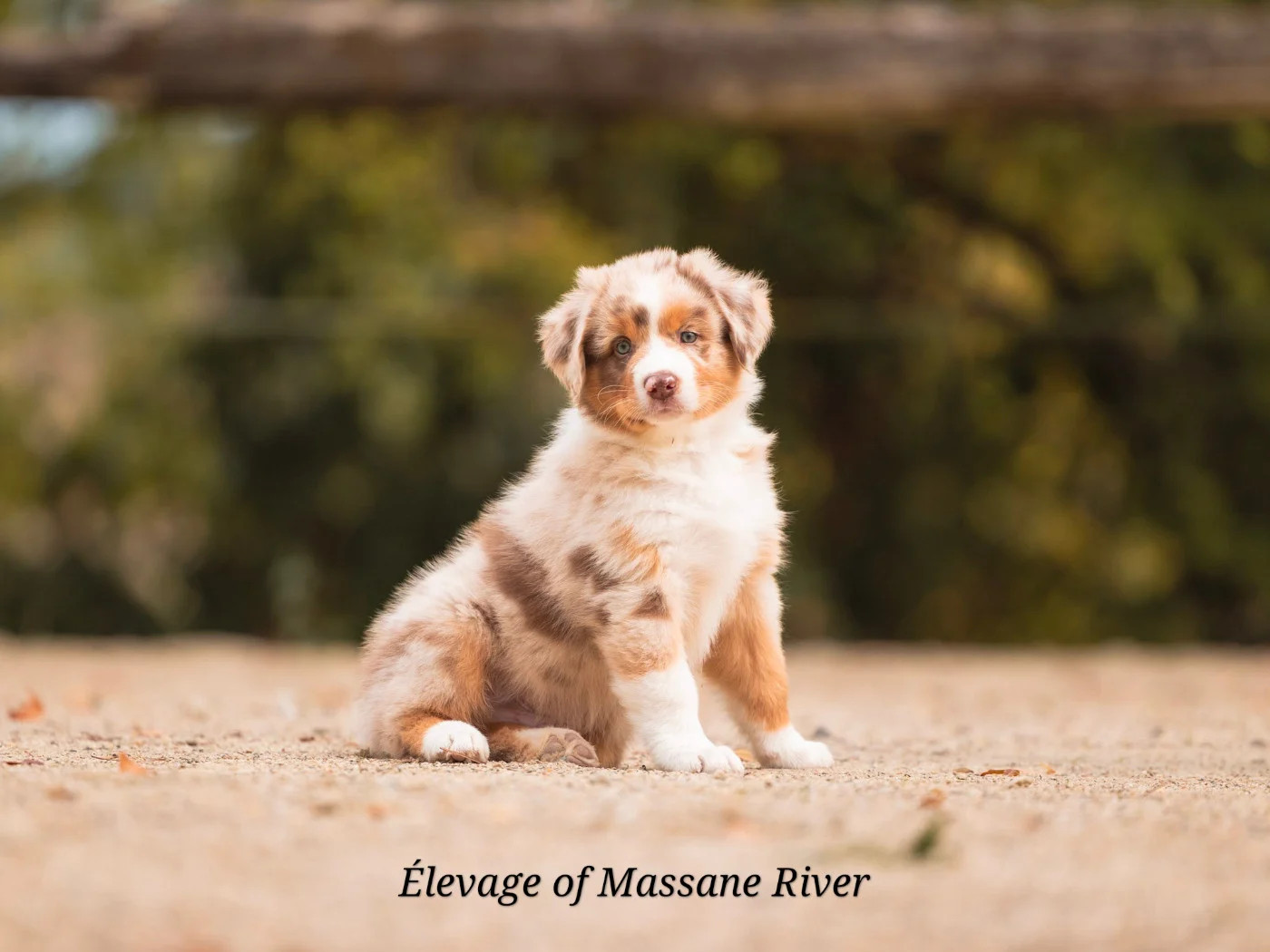 Publication : Royal Bloodline  Auteur : OF MASSANE RIVER