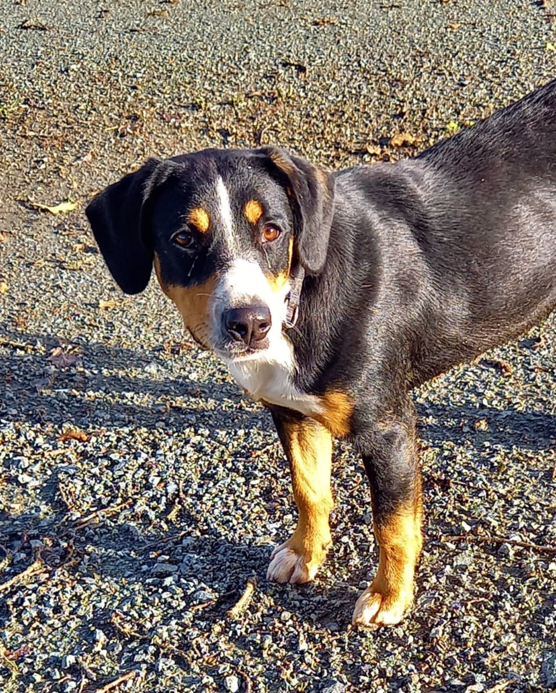 Publication : d'an Teod Glaz  
