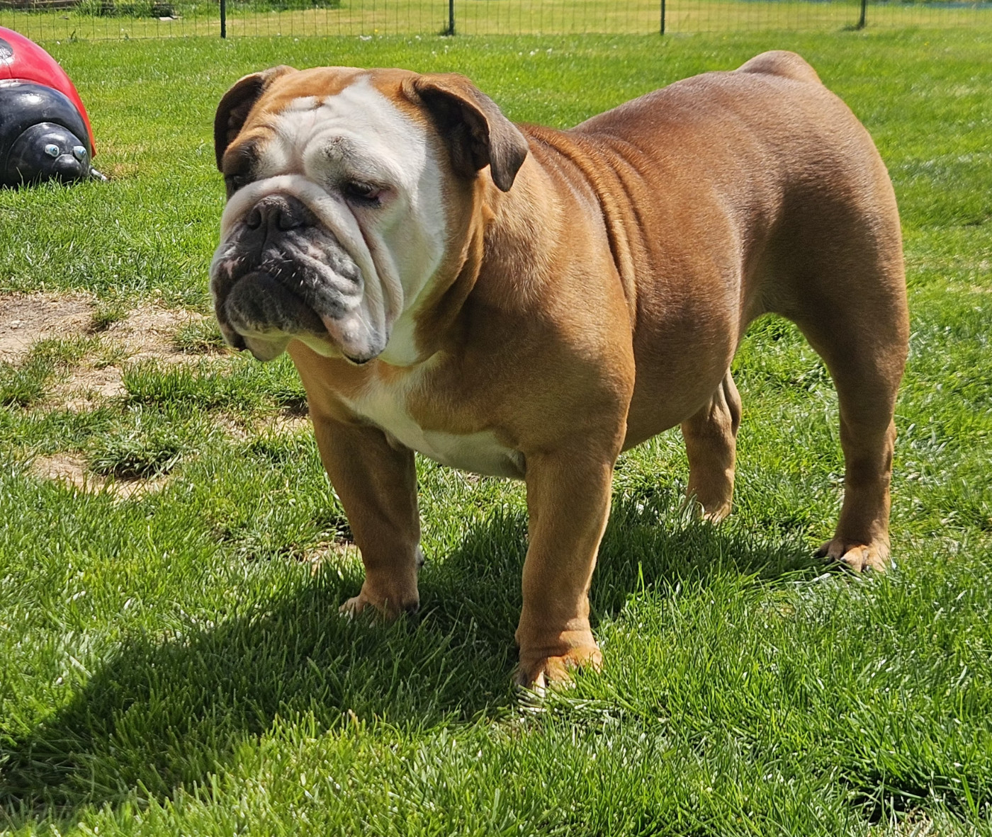 Publication : Bulls Rollon De Normandie  