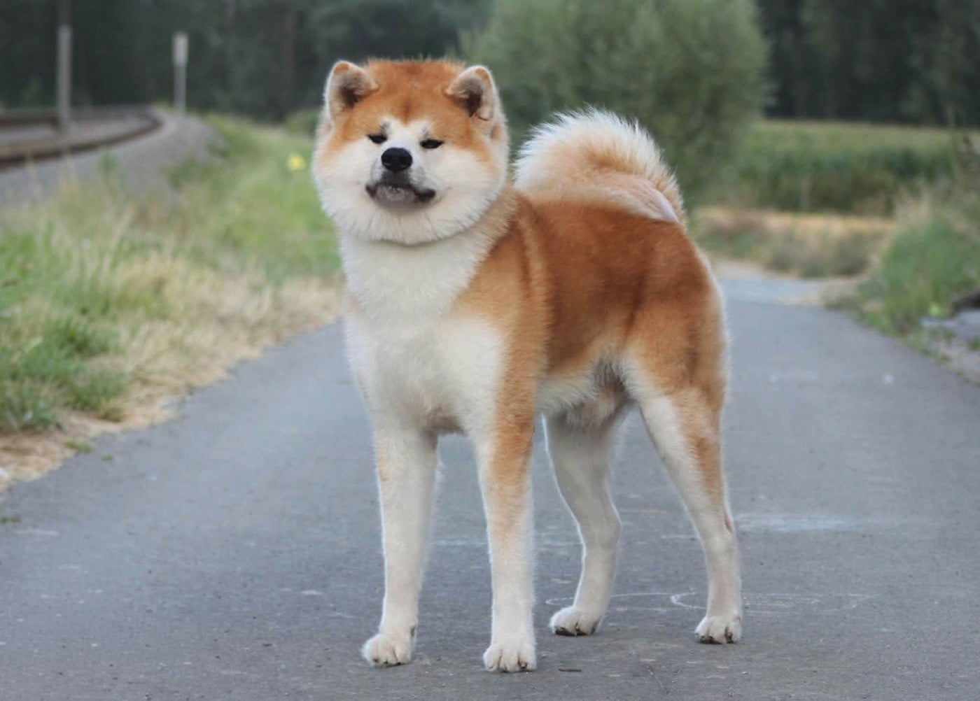 CH. Fujizakura Go Fuen No Oka