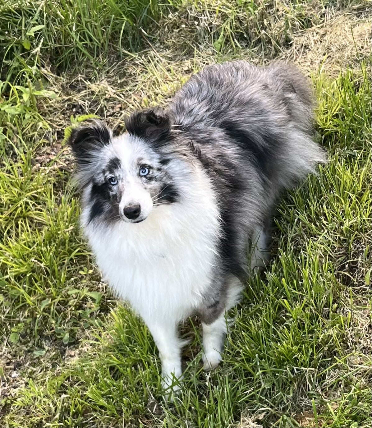 Skye Of Chiprey's Hamlet