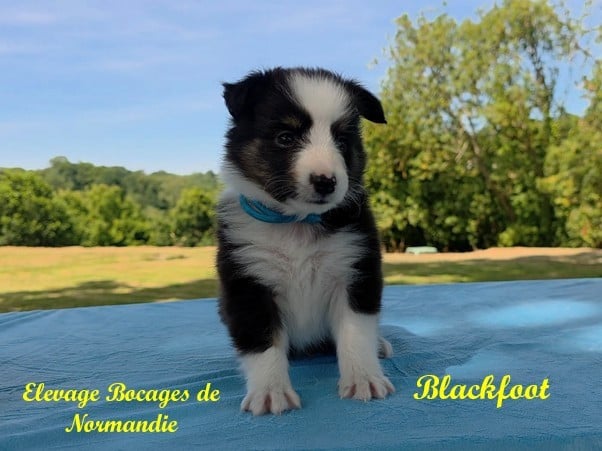 Publication : Des Bocages De Normandie  