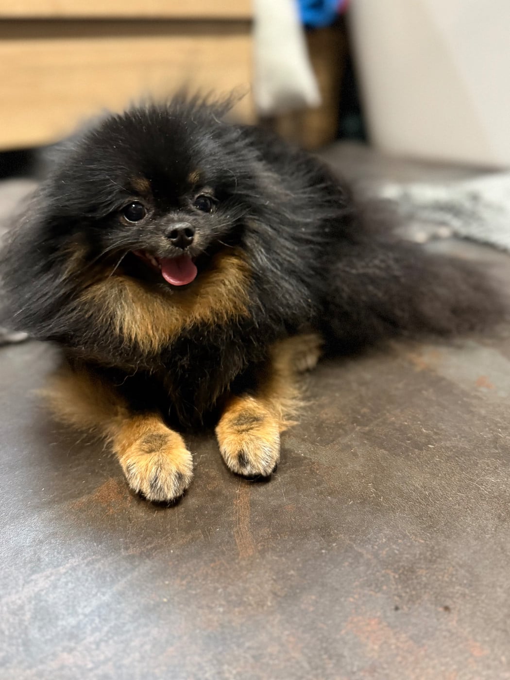 Victory Pomeranian Kennel