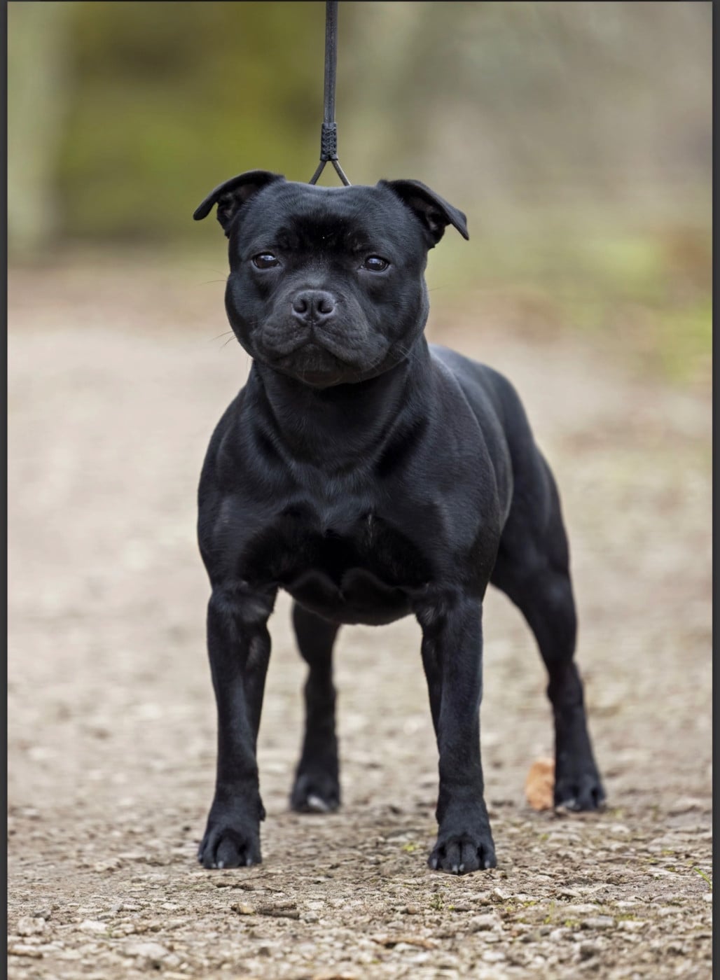 Publication : Un Staffie Sinon Rien  
