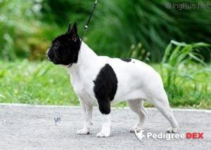CH. a'vigdors VIBIDIUS