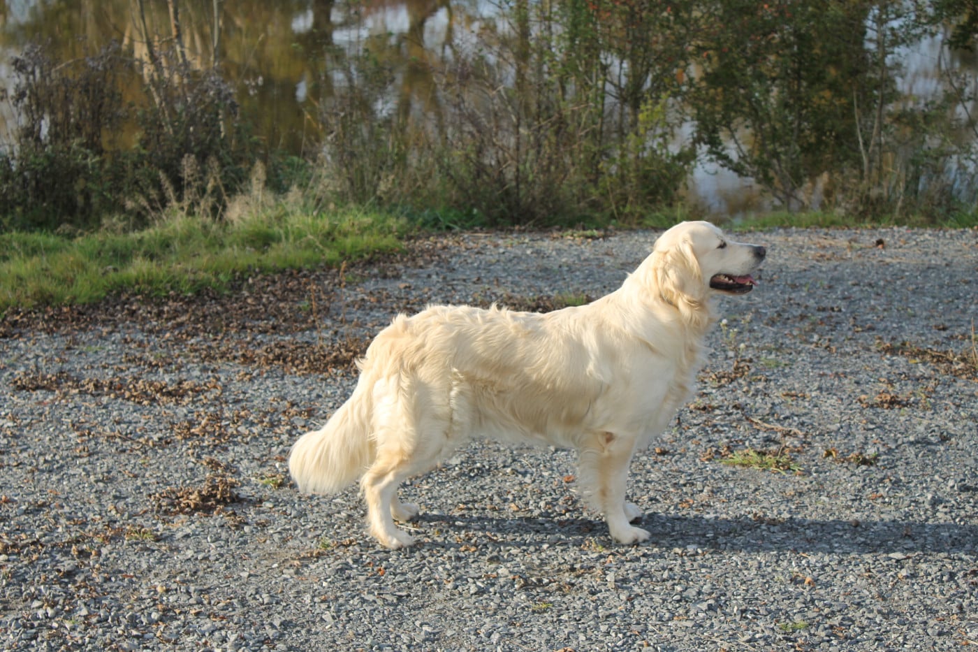 Publication : Des Compagnons De Latika  