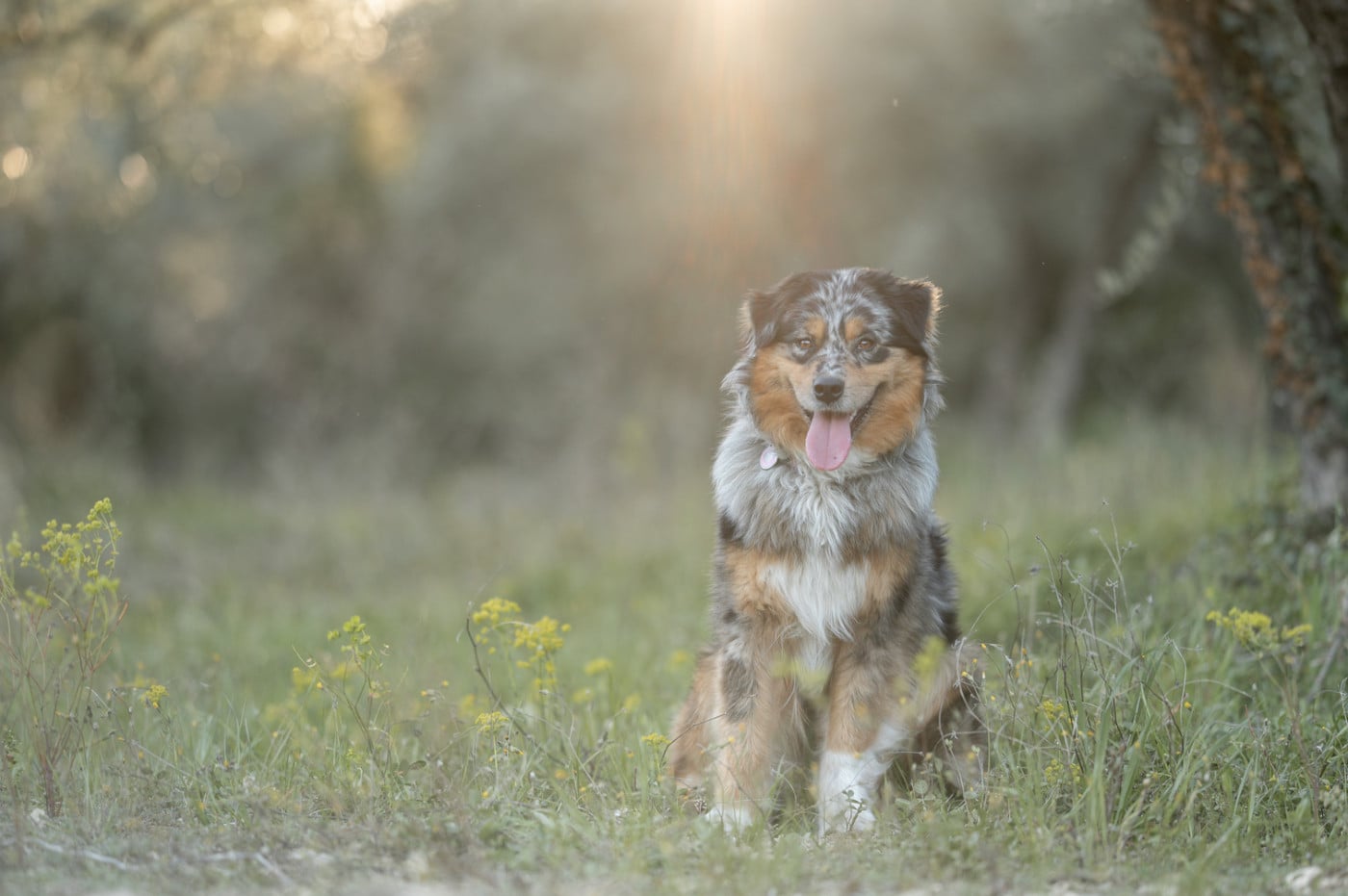 Publication : Of Australianheart  