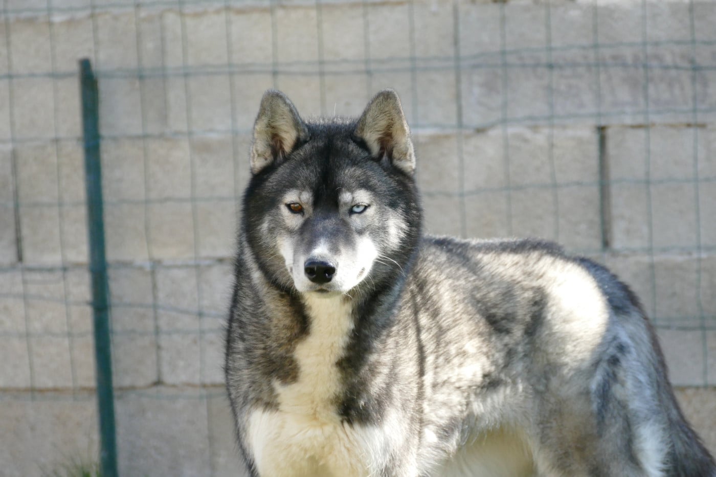 Publication : The Wolf Of Fenrir  