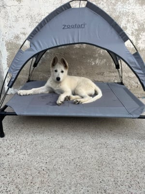 Étalon Berger Blanc Suisse - Bailey De L'Epopée De Kaa