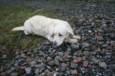 Étalon Golden Retriever - VICTOIRE Des Jardins De Vesco