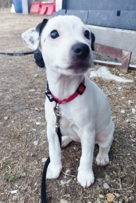 Étalon Parson Russell Terrier - Be A Lovely Little Girl Du Jardin D'inuko