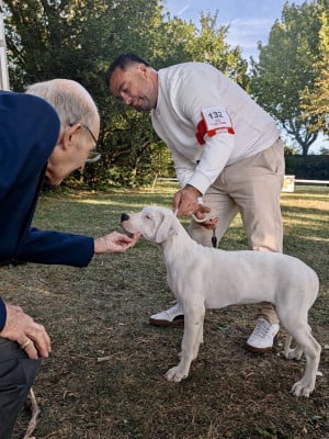 Étalon Dogo Argentino - BOMBON EL PERRO du domaine de Giulaxe