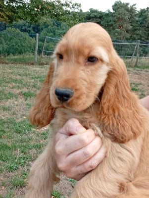 Étalon Cocker Spaniel Anglais - BRIEG  du Tertre de la Pommeraie