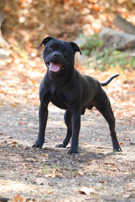 Étalon Staffordshire Bull Terrier - Trafalgar Law des Espoirs de Wallieux