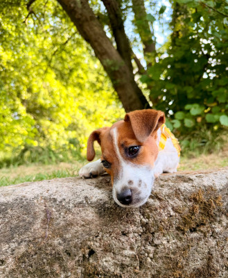Étalon Jack Russell Terrier - Born to Shine Du Mas Ensoleillé