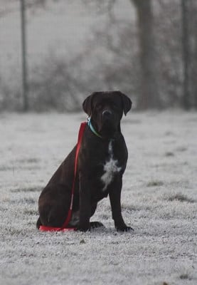 Étalon Cane Corso - Sanka Du Lor'molosses