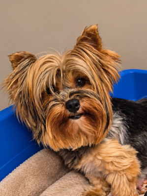 Étalon Yorkshire Terrier - Valentina du Boudha d'or