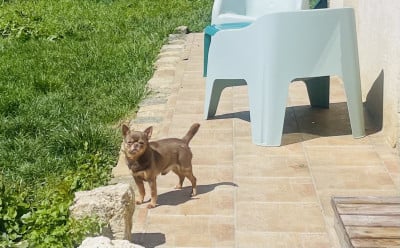 Étalon Chihuahua - Shalimar ( Suprême ) des petits dragons de cupidon