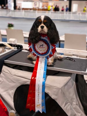 Étalon Cavalier King Charles Spaniel - CH. Véritable secret star du Domaine des Airaudes