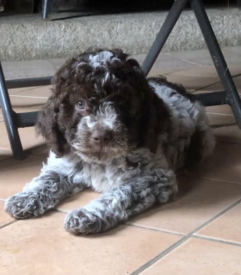 Étalon Lagotto Romagnolo - BILLIE  dite BES Des Coleres De Zeus
