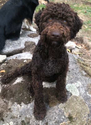 Étalon Lagotto Romagnolo - BARRACUDA De La Schaafraniere