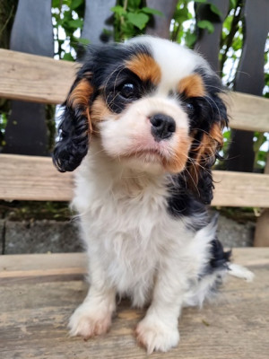 Étalon Cavalier King Charles Spaniel - Betelgeuse Alpha Orionis M S Des Petits Charlots