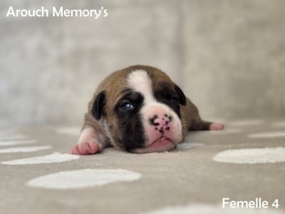 Étalon American Staffordshire Terrier -  Beyond the crown queen