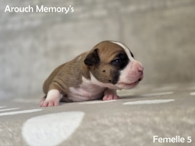 Étalon American Staffordshire Terrier -  Blooming Legacy
