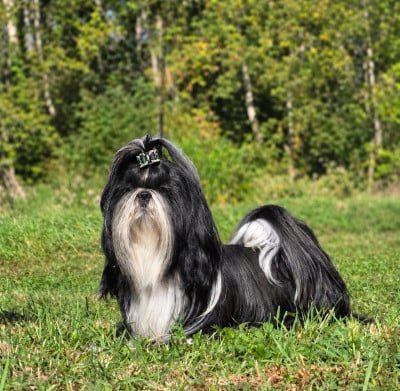 Étalon Shih Tzu - CH. Violety-Pearly of ai huong lan's Dreams