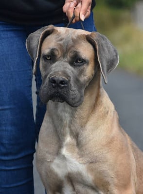 Étalon Cane Corso - Vaï Des Guerriers Du Fenua