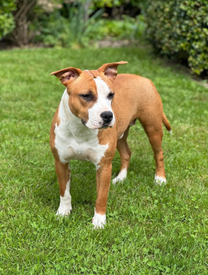 Étalon American Staffordshire Terrier - A Touch of Madness Hot Entik Karibean Dog