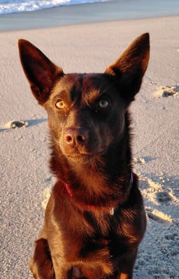 Étalon Australian Kelpie - Ask'a  Des Diablotins De Jais